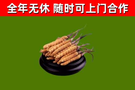 光山回收冬虫夏草